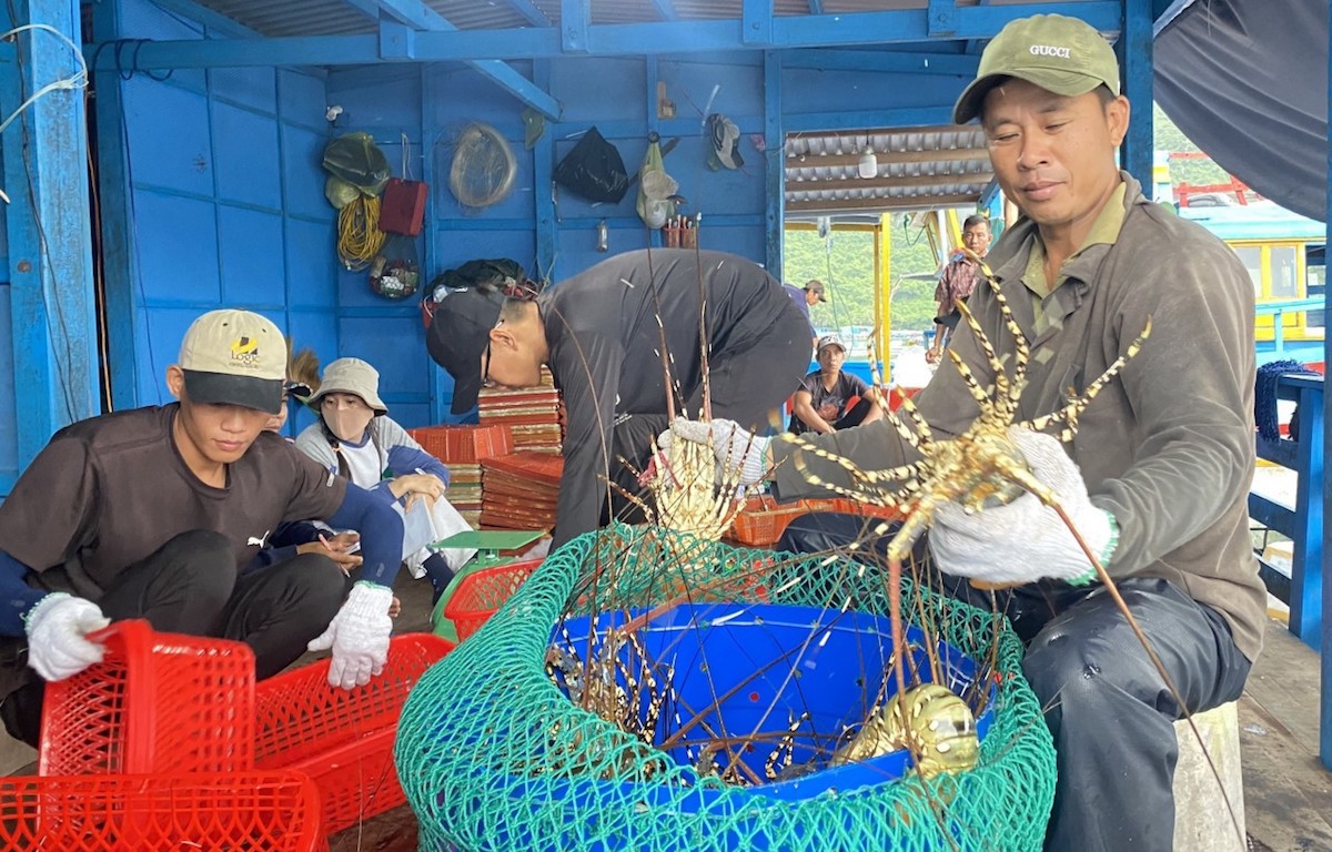 Trung Quốc sửa Luật Bảo vệ động vật hoang dã, một loại hải sản thượng hạng của Việt Nam lao đao