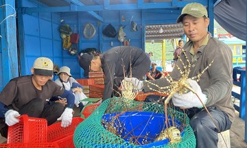 Trung Quốc sửa Luật Bảo vệ động vật hoang dã, một loại hải sản thượng hạng của Việt Nam lao đao