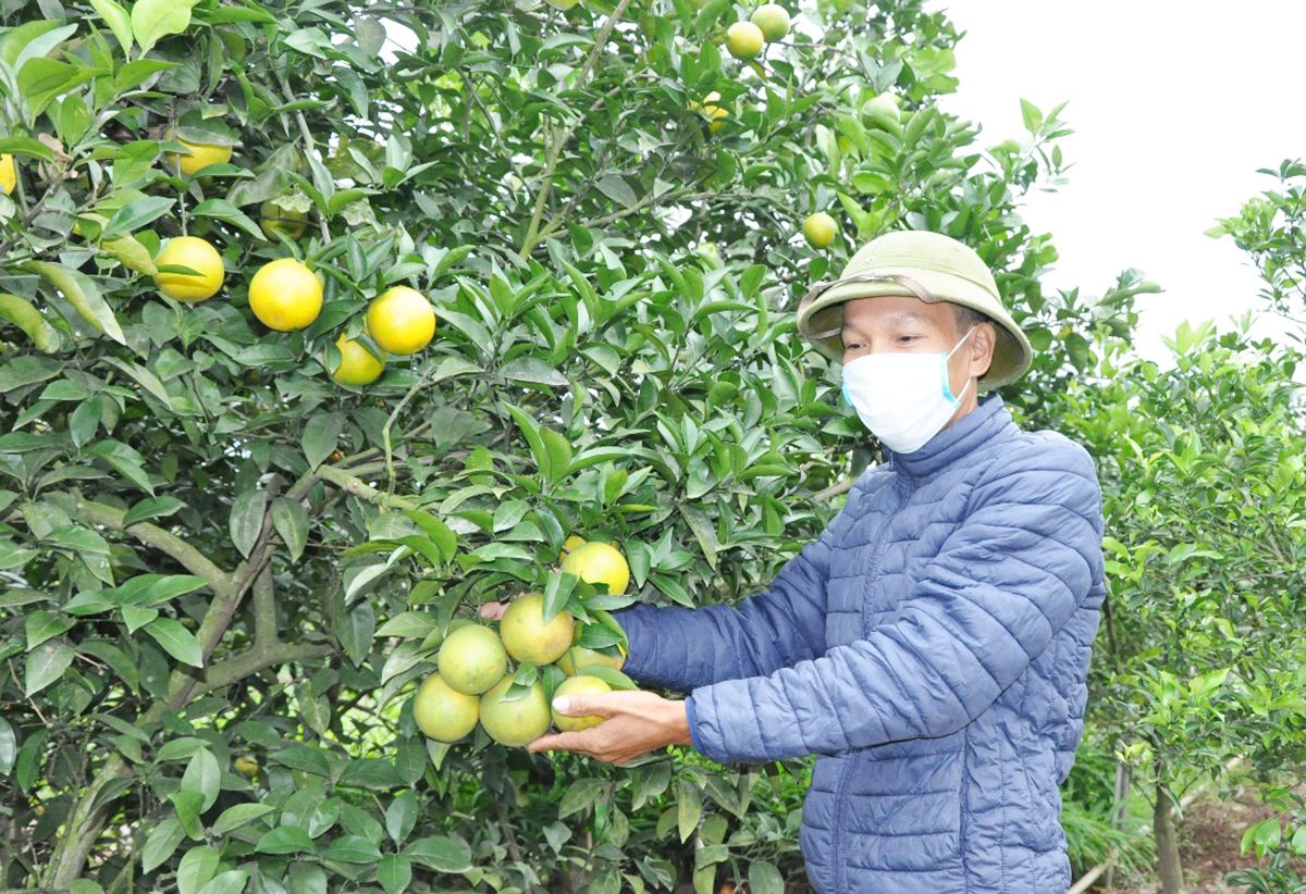 Thay đổi tư duy, nông dân Yên Mỹ 'bắt tay' làm nông nghiệp sạch để làm giàu