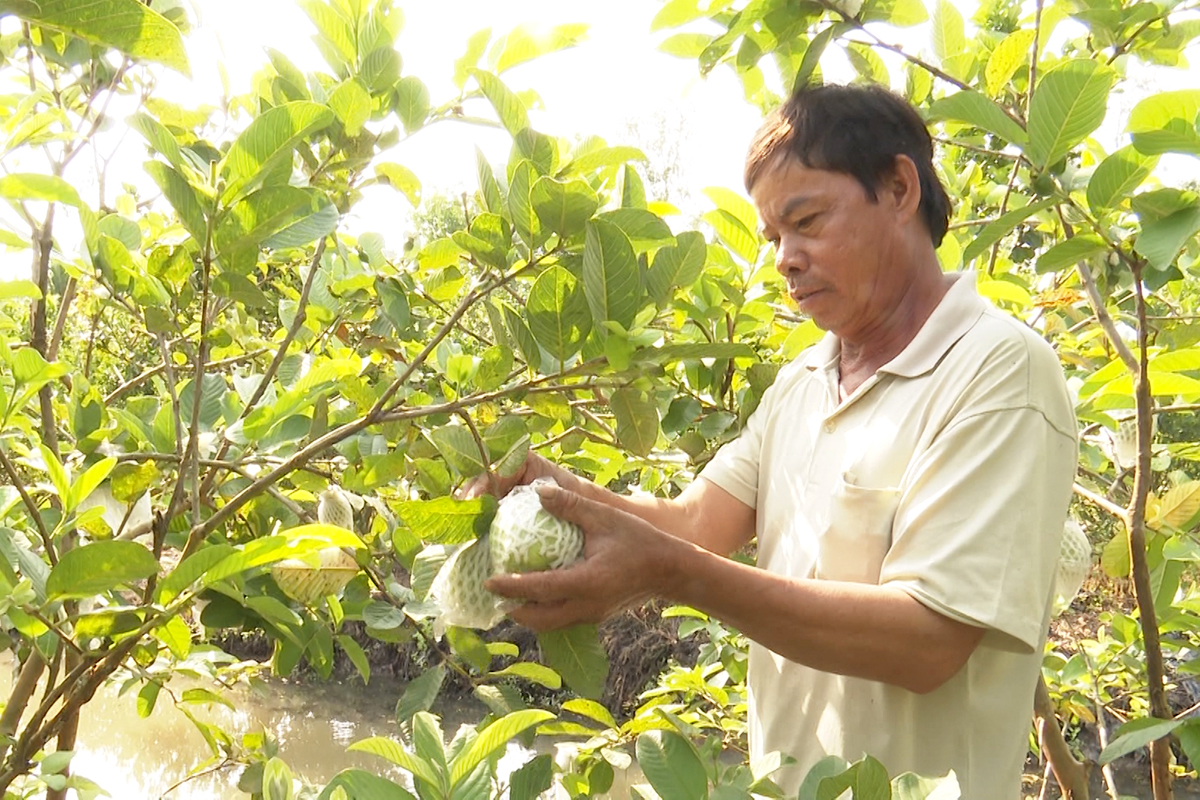 Mạnh dạn thay cũ trồng mới, nông dân Hậu Giang thu bạc triệu từ ổi lê VietGAP, dưa lưới hữu cơ