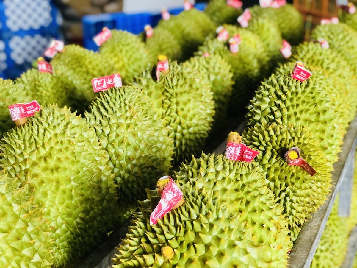 Trung Quốc hút hàng, sầu riêng Việt Nam đạt kim ngạch xuất khẩu kỷ lục