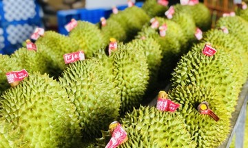 Trung Quốc hút hàng, sầu riêng Việt Nam đạt kim ngạch xuất khẩu kỷ lục