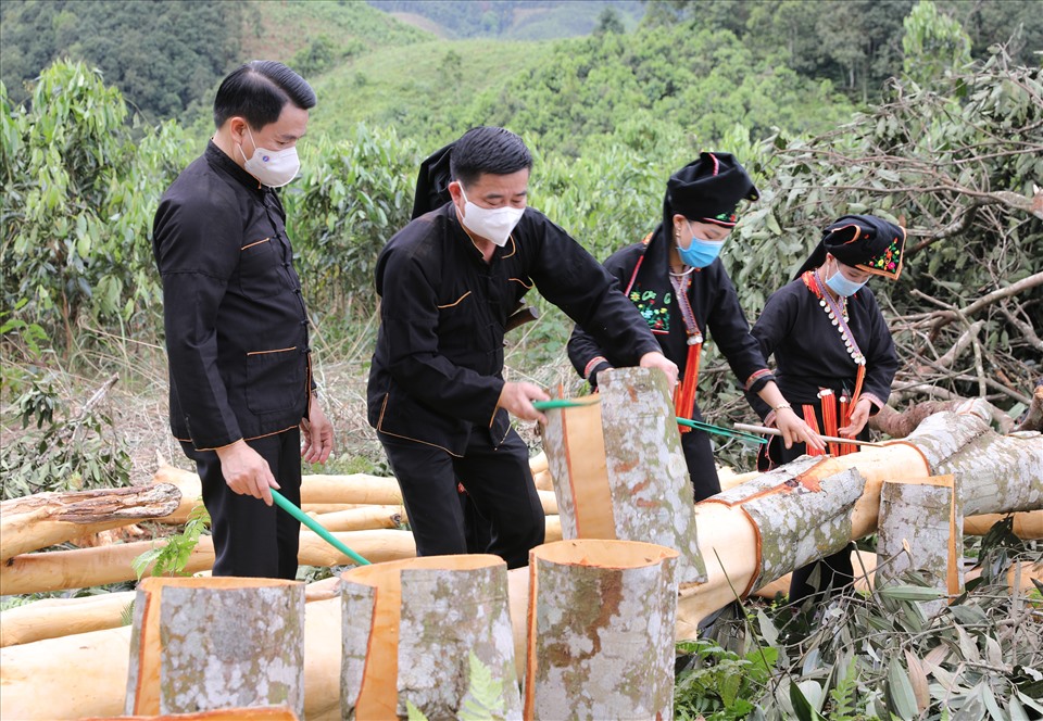 Giảm nghèo từ cây dược liệu