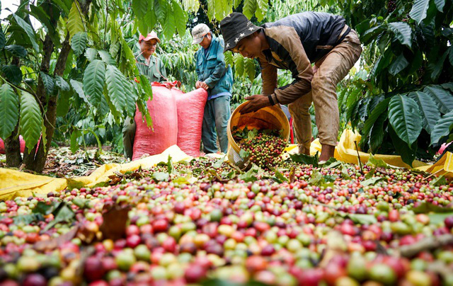 Cà phê giữ mốc 60.000 đồng/kg sau khi giảm nhẹ