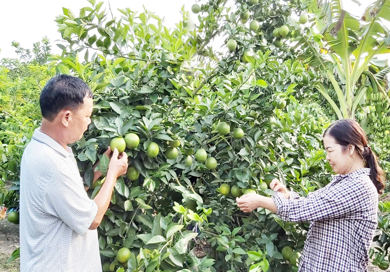 Từ những 'mùa vàng' đến khát vọng nông nghiệp đô thị hiện đại ở Đông Triều