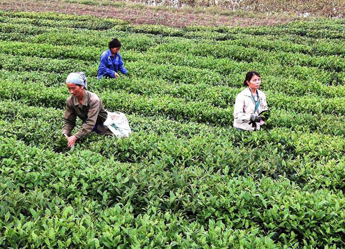 Quả ngọt từ sản xuất nông nghiệp hàng hóa ở nơi 'rừng cọ, xứ chè'