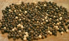 Tiếp đà tăng, giá tiêu gần chạm mốc 77.000 đồng/kg
