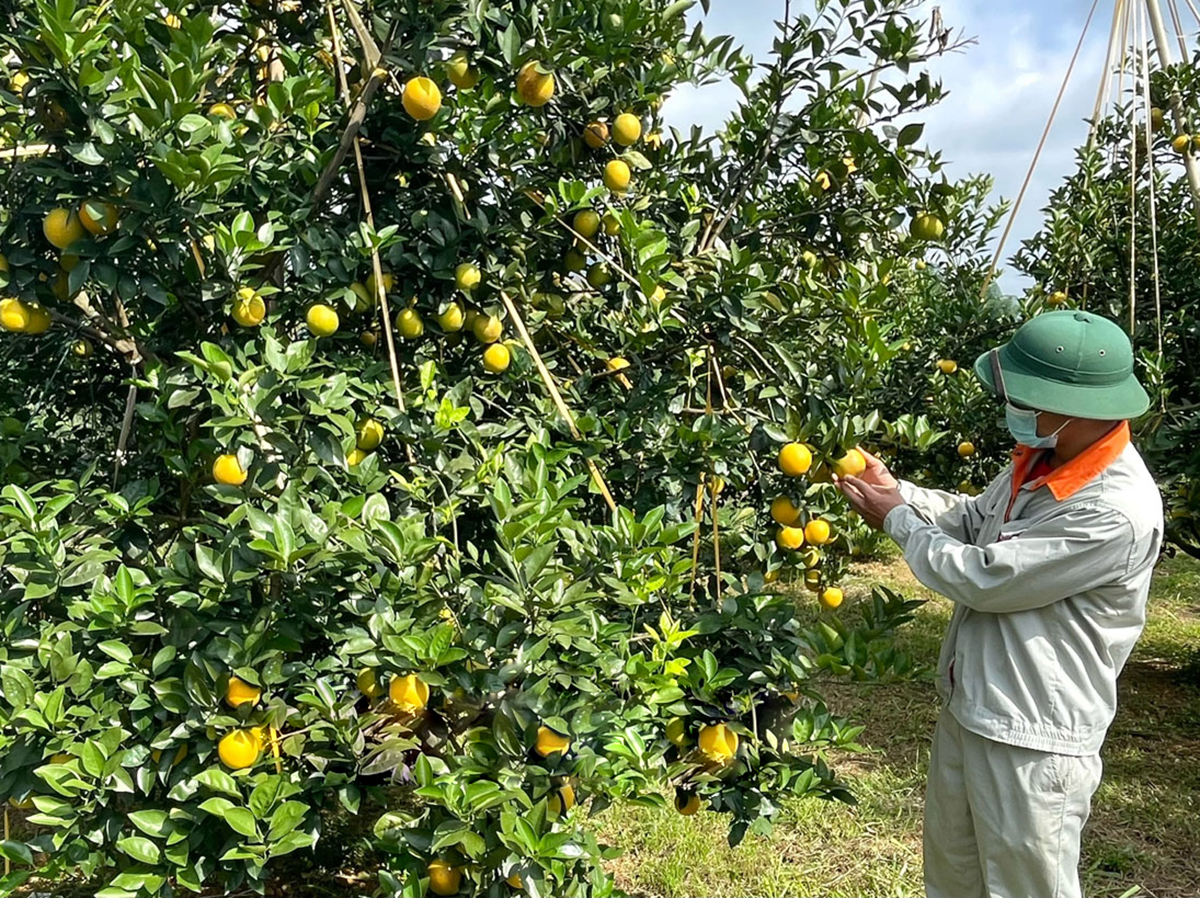 Nông dân Cao Phong bội thu nhờ sản xuất nông nghiệp chuỗi