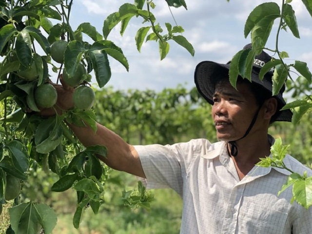 Liên kết thoát nghèo từ chuỗi giá trị chanh dây