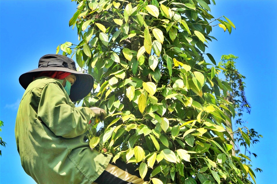 Cú hích từ các đợt mua hàng cuối năm sẽ giúp giá tiêu tiến tới mốc 80.000 đồng/kg