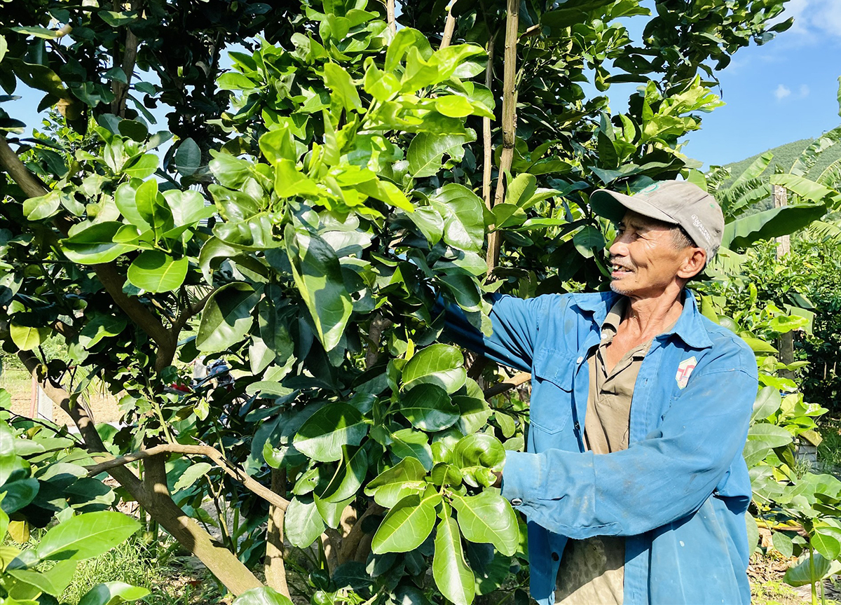 Mở hướng làm giàu từ sản phẩm thế mạnh ở Nông Sơn