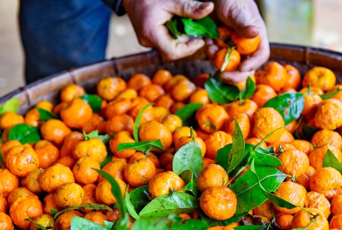Nông dân Bá Thước thoát nghèo nhờ đem cây rừng về trồng