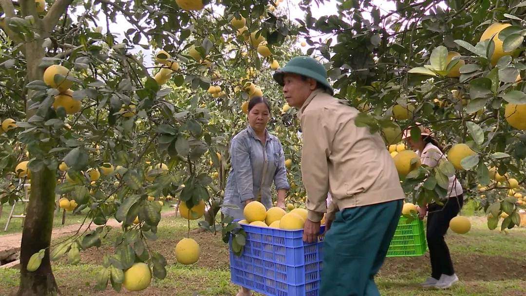 Lương Sơn phát huy thế mạnh nông nghiệp để giảm nghèo