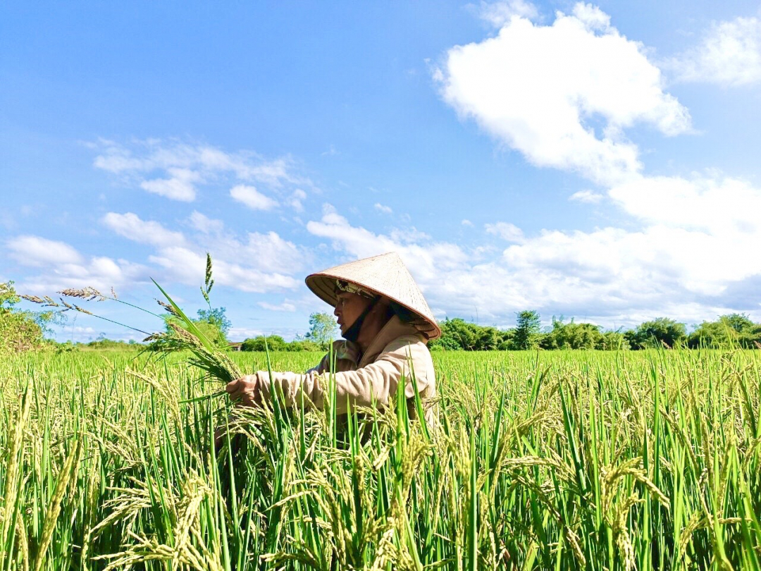 Huyện vùng biên Ea Súp chuyển mình nhờ đa dạng cách giảm nghèo