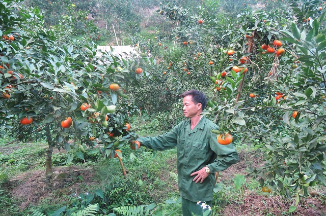Bắc Kạn nhân rộng mô hình hỗ trợ sinh kế cho người nghèo