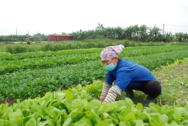 Nông dân có 'của ăn, của để' từ sản xuất nông sản sạch