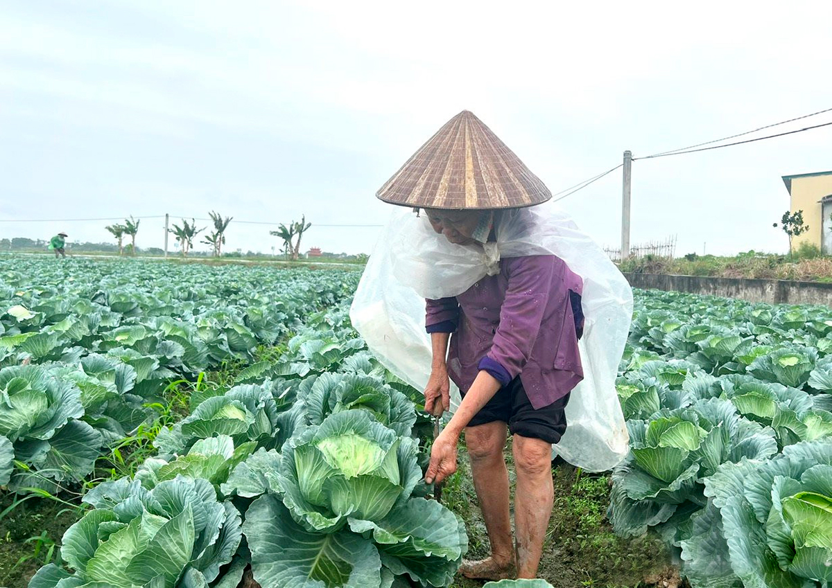 Những mùa vụ bội thu ở 'thủ phủ' rau VietGAP Gia Lộc