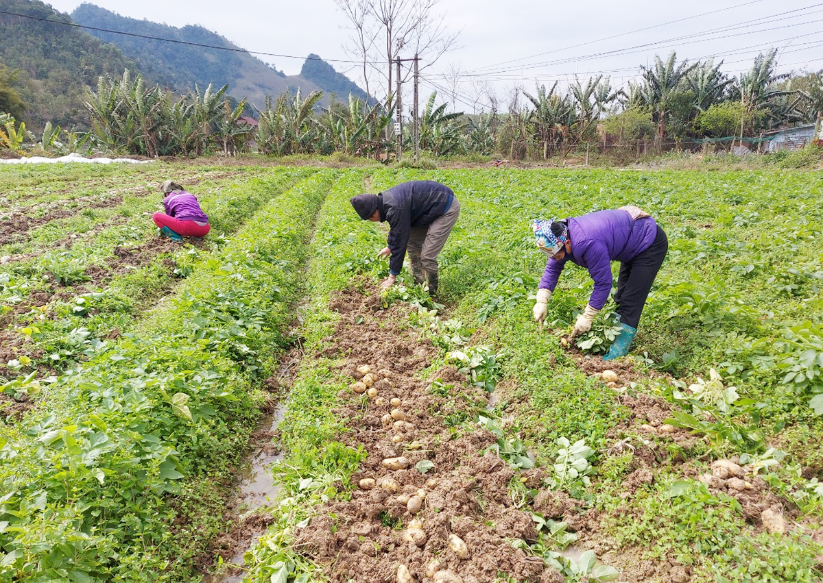 Nông dân vào chuỗi giá trị, không còn lo 'được mùa mất giá'