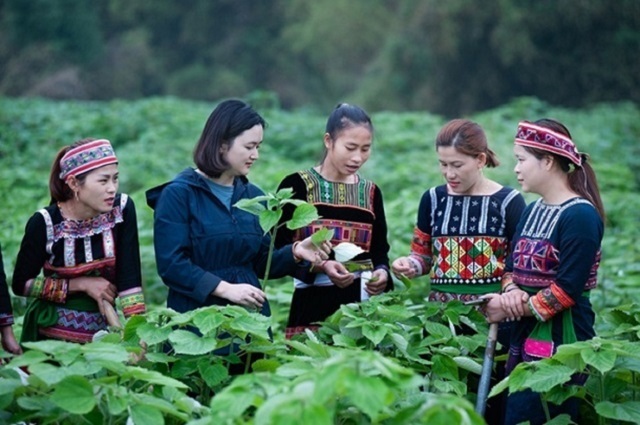 'Đánh thức' khát vọng làm giàu của phụ nữ dân tộc thiểu số