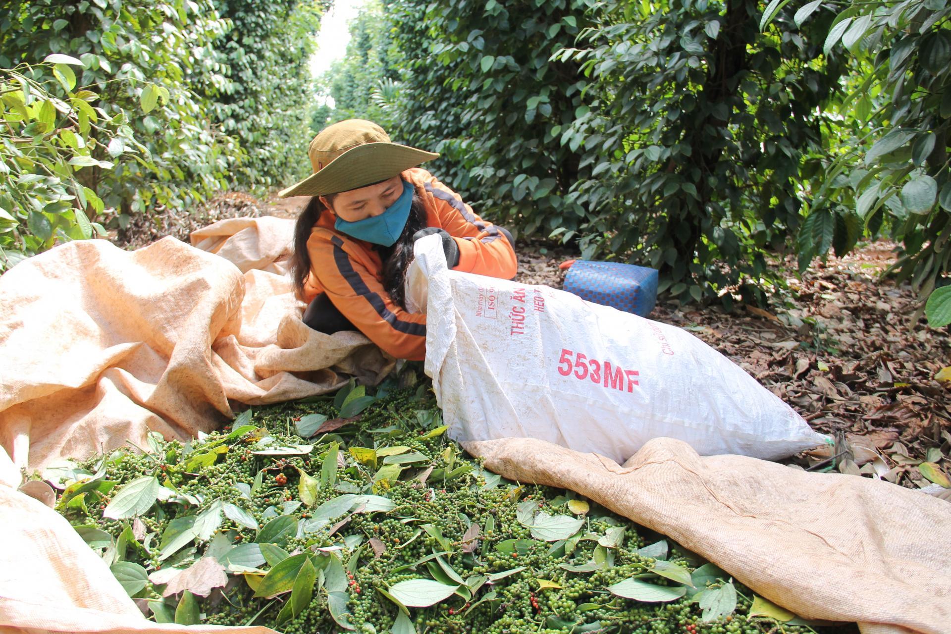 Giá tiêu vượt mốc 80.000 đồng/kg