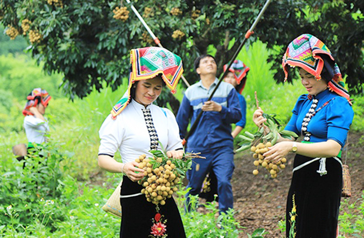 Trồng cây ăn trái 'hái' ra tiền