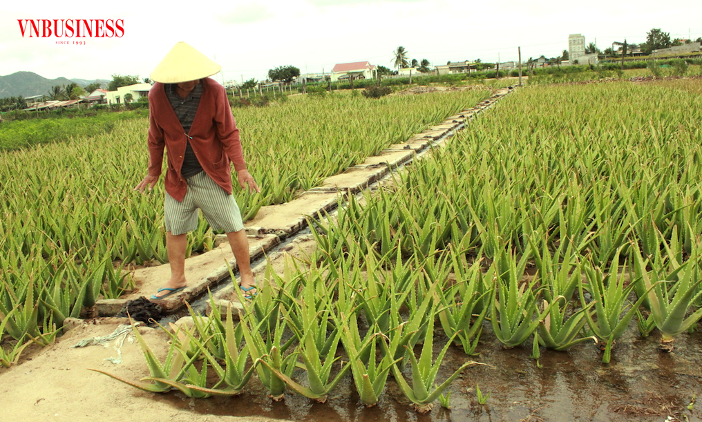 Kỳ vọng kinh tế hợp tác khởi sắc giúp người dân vùng đất khô cằn Thuận Bắc thoát nghèo bền vững