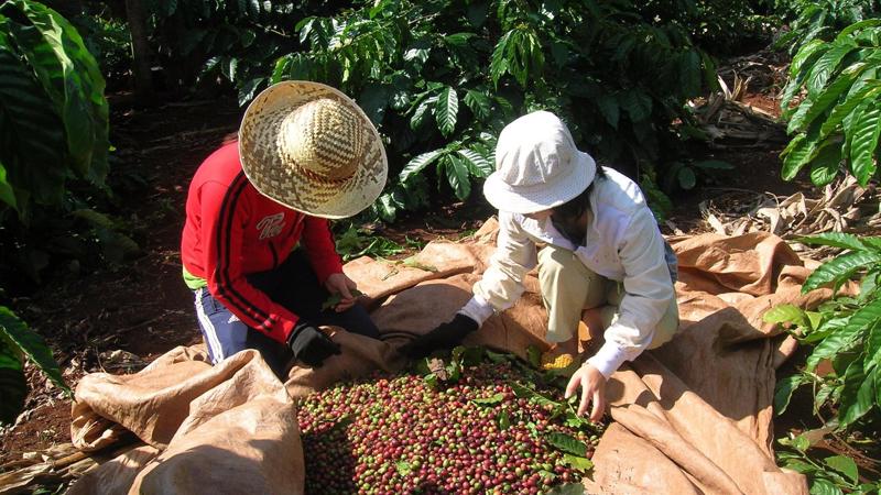 Giá cà phê vượt mốc 67.000 đồng/kg