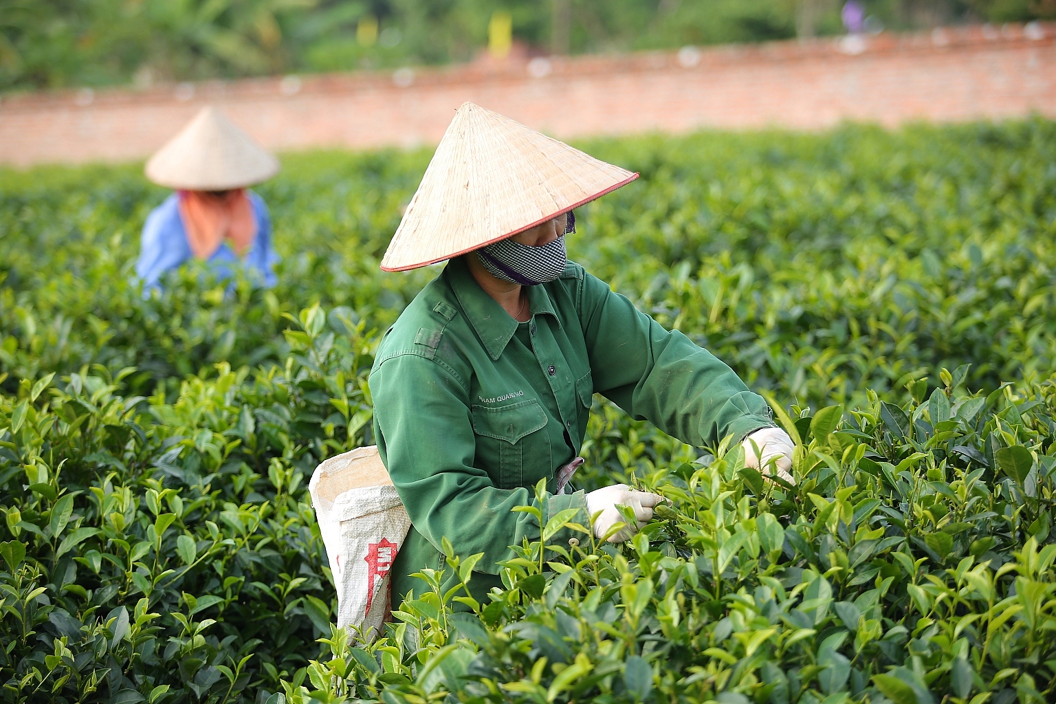 Du lịch nông nghiệp giúp người dân thoát nghèo