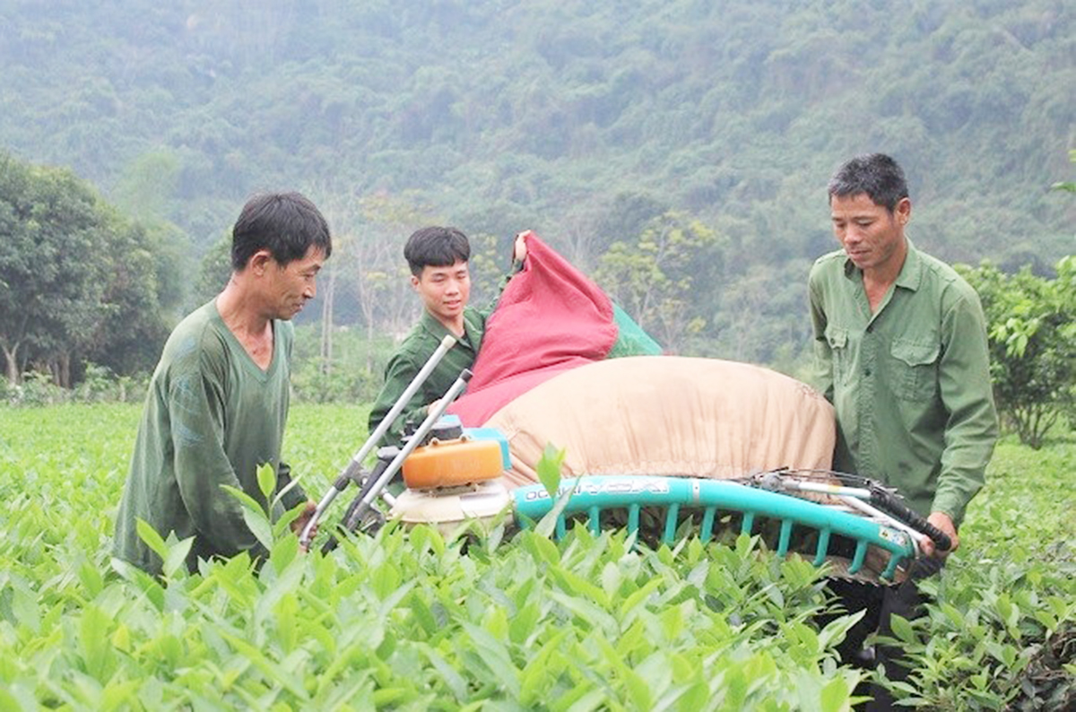 Về tả ngạn Con Cuông xem người dân trồng chè VietGAP, phát triển nông nghiệp hàng hóa