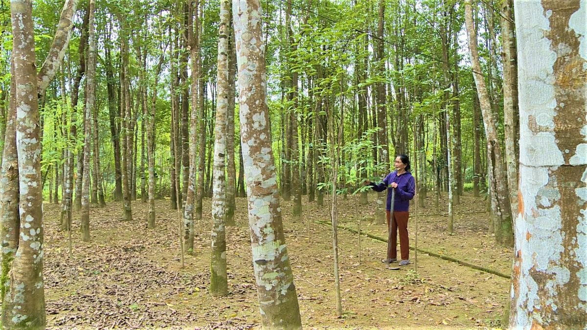 Người dân Phúc Trạch đổi đời nhờ 'cây thơm'