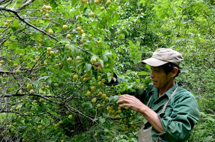 Chuyển đổi cơ cấu cây trồng giúp người dân Chợ Mới thoát nghèo