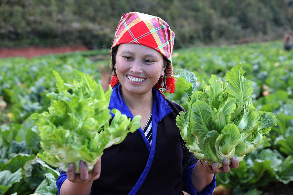 Rau hàng hóa xóa dần cái nghèo