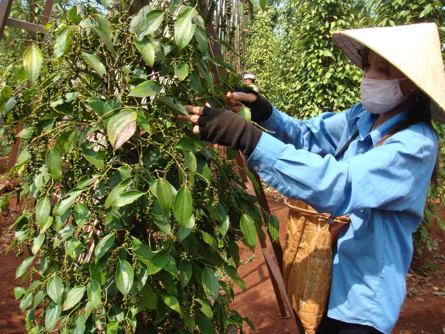 Giá tiêu hướng tới mốc 90.000 đồng/kg