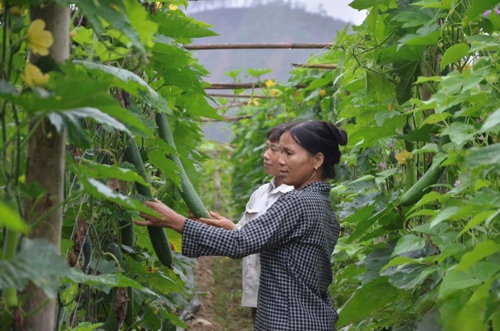 Nông dân thoát nghèo từ trồng bí theo tiêu chuẩn VietGAP