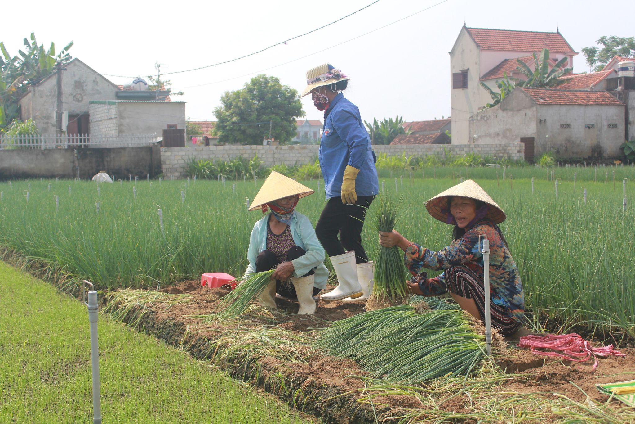 Giảm nghèo ở thủ phủ rau màu Quỳnh Lưu