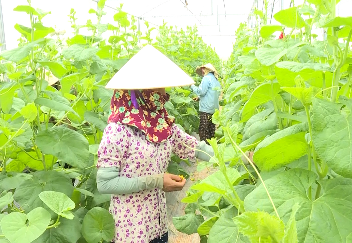 Thêm điểm tựa làm giàu bền vững cho nông dân Nga Sơn