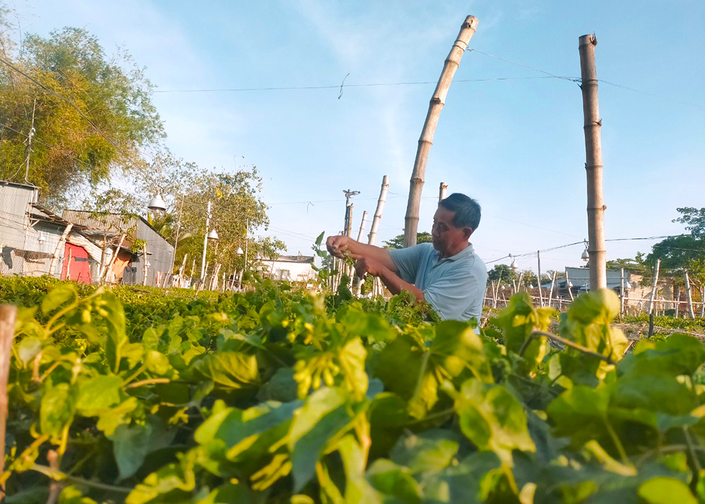 Giảm nghèo ở vùng đá trắng