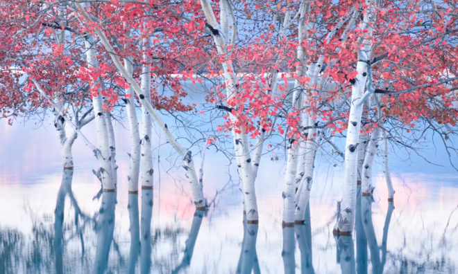 <p>
Bức ảnh Lửa và Nước. Bức ảnh chụp những cái cây đầy màu sắc ở hồ Abraham, Alberta, Canada của Blake Randall đã giành được danh hiệu Ảnh phong cảnh quốc tế của năm 2023. </p>