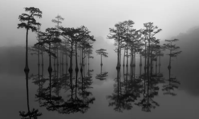 <p>
Ở hạng mục Đen trắng, bức ảnh đạt giải Morning Light của nhiếp ảnh gia Mỹ Jim Guerard cho thấy những cái cây phản chiếu trên mặt nước tĩnh lặng của Công viên Bang George L. Smith ở Georgia.</p>