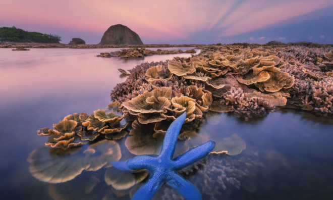 <p>
Bức ảnh Flower Garden Of The Sea của nhiếp ảnh gia Việt Nam Cao Kỳ Nhân, lọt vào Top 101 bức ảnh phong cảnh đẹp nhất của năm.</p>