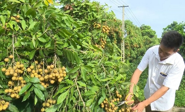 Cây trồng mũi nhọn giúp giảm nghèo bền vững
