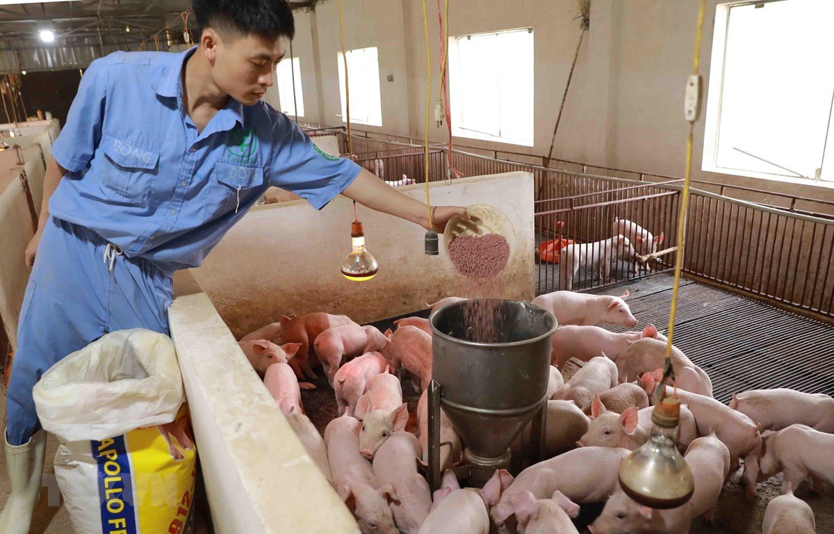 Năm 2023, Việt Nam nhập khẩu gần 17 triệu tấn nguyên liệu thức ăn chăn nuôi