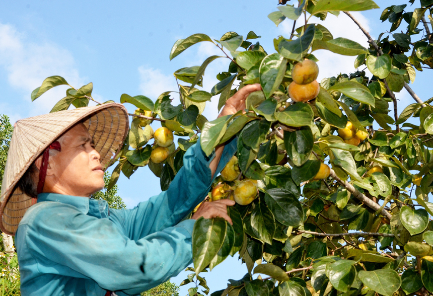 Hồng không hạt chất lượng cao đạt tiêu chuẩn xuất khẩu