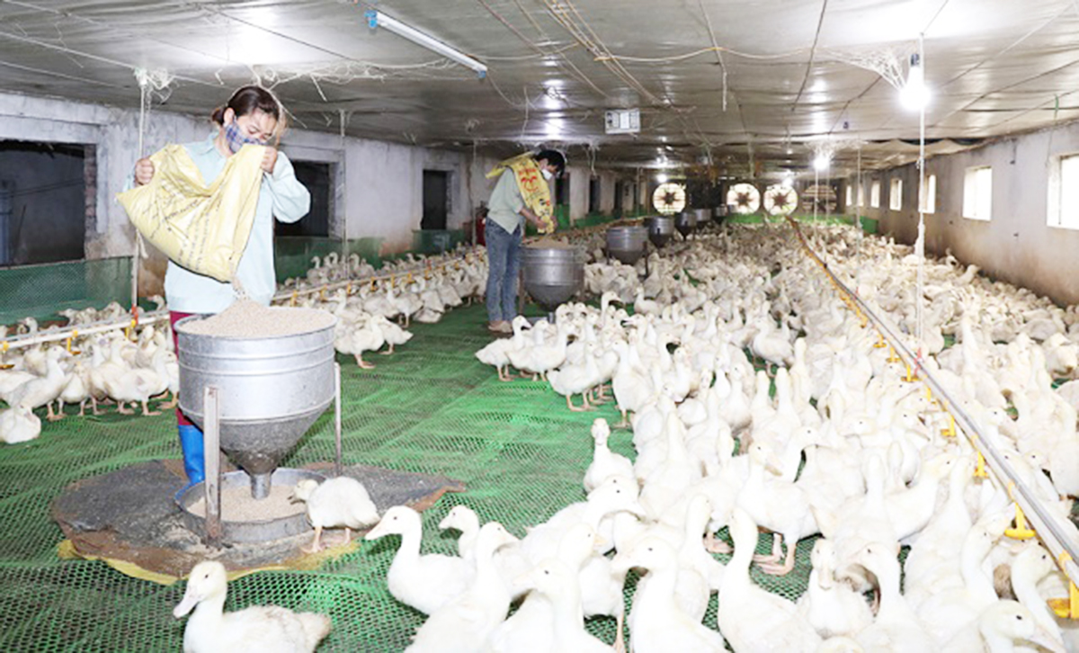 Mạnh dạn thay đổi tư duy sản xuất, nông dân Hiệp Hòa ngày càng 'ăn nên, làm ra'