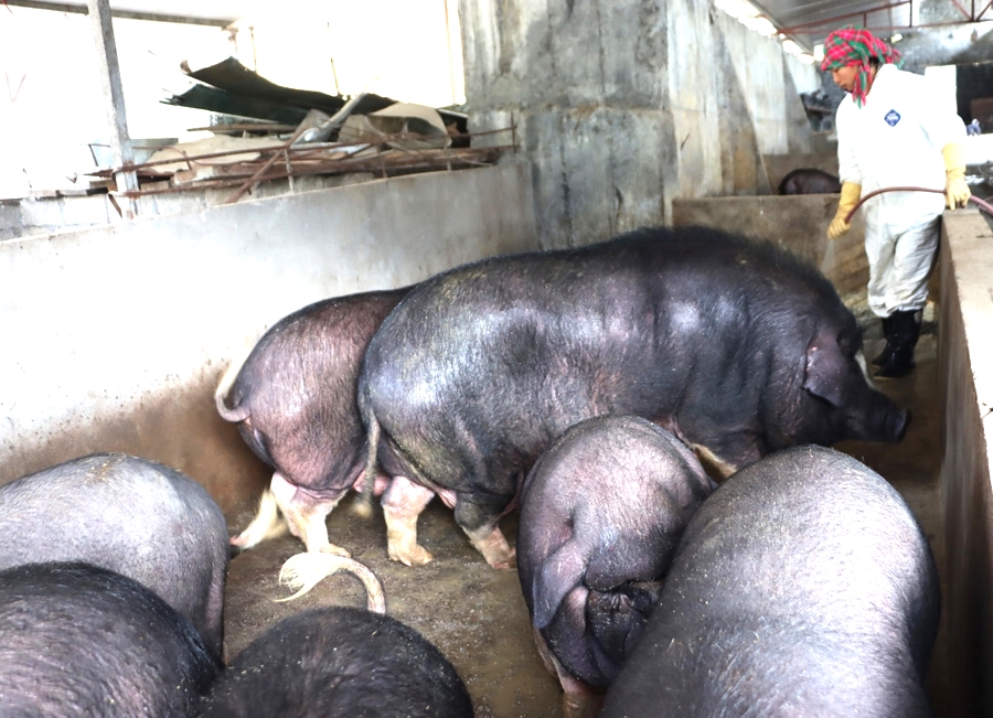 Nuôi lợn đen Lũng Pù với quyết tâm giảm nghèo ở Mèo Vạc