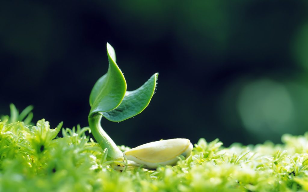 Chưa có cơ chế quản lý giống trôi nổi có thể khiến nông dân 'hụt' kỳ vọng