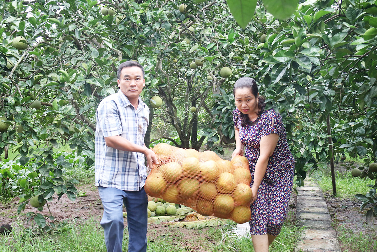 Nông dân Thanh Hà 'lợi kép' từ trồng cây ăn trái và làm nông nghiệp hữu cơ