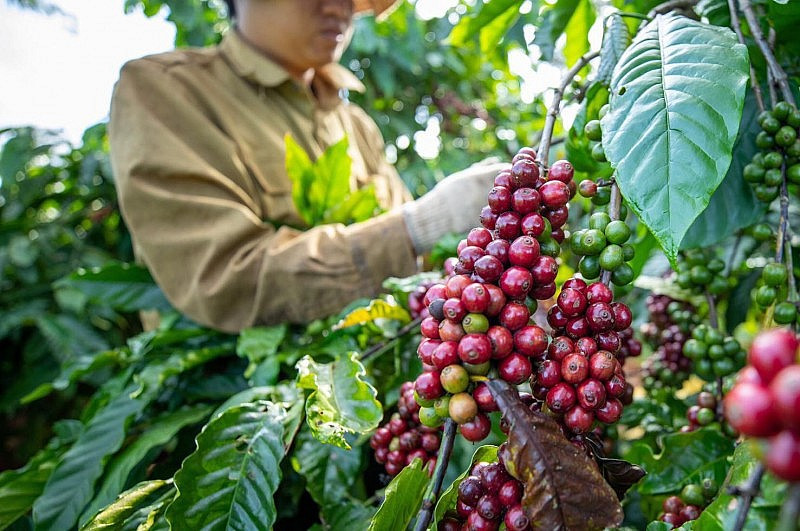 Nguồn cung thiếu hụt đẩy giá cà phê xuất khẩu tiếp tục tăng