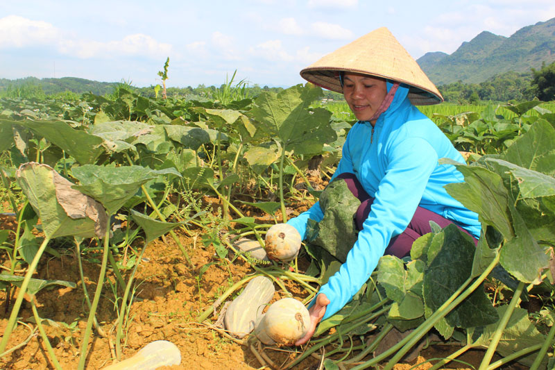 Sản xuất quy mô lớn mở cánh cửa giảm nghèo