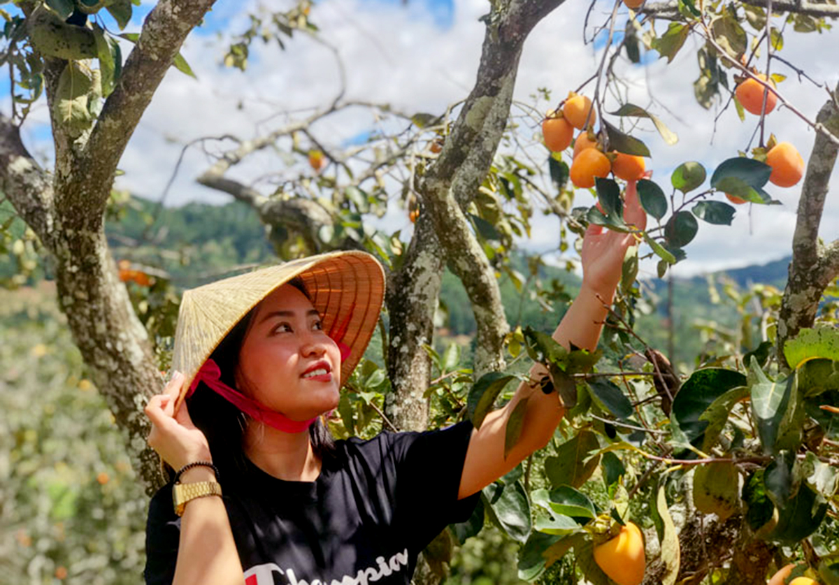 Bên kia thung lũng, mùa hồng vuông chín đỏ